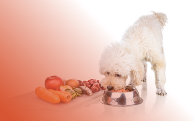 Dieta BARF (oase și carne crudă) pentru câini – Avantaje și dezavantaje 
