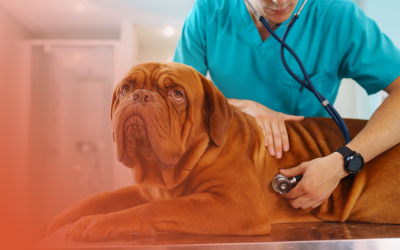 Problemele digestive la câini – Cum le prevenim și remediem prin dietă