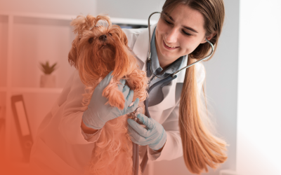 De ce trebuie să mergi regulat la medicul veterinar cu câinele tău